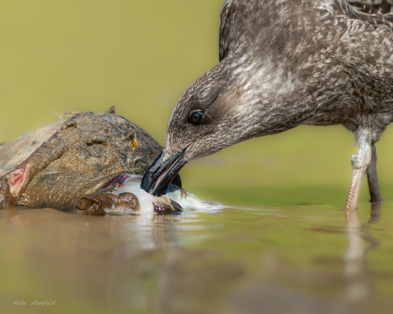 Southern Black-backed Gull (Kelp Gull) eating a dead rabbit
